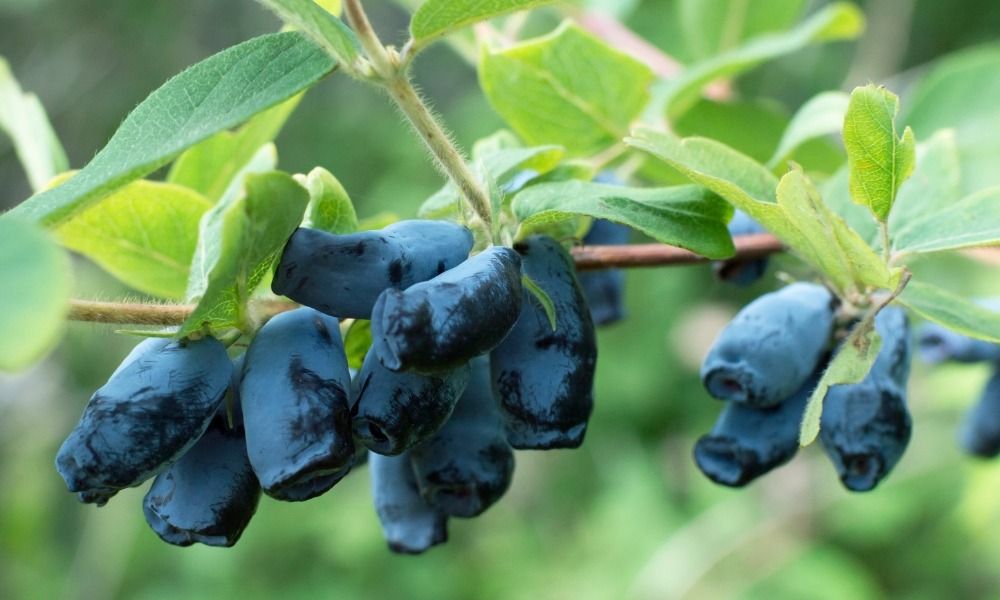 C'est la rentrée au jardin !